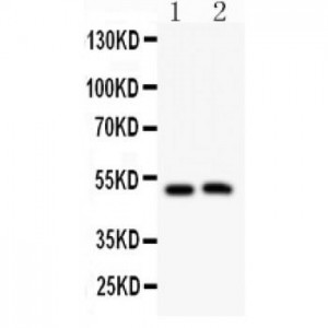 Aquaporin 0 Antibody Novatein Biosciences