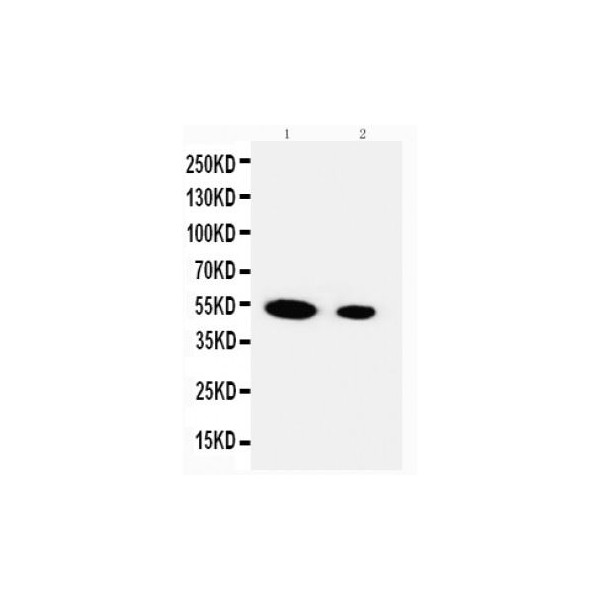 FSTL3 Antibody Novatein Biosciences