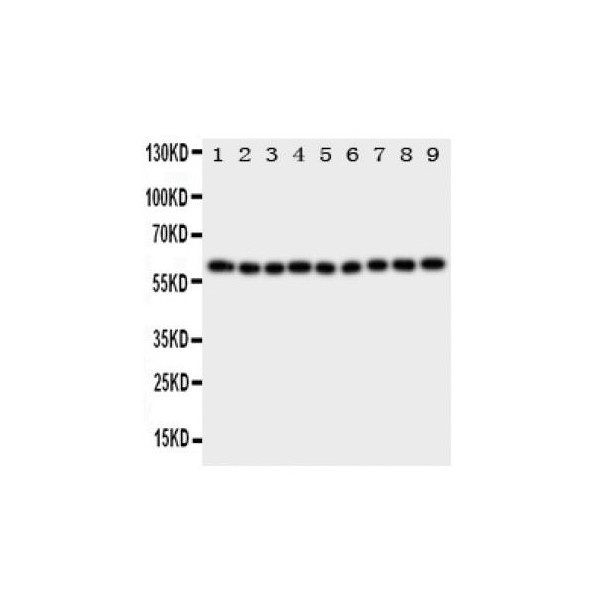 Il Ra Antibody Novatein Biosciences