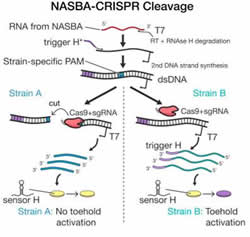 NASBA-CRISPR Cleavage