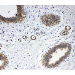 Annexin IV Antibody