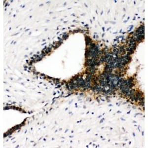 Annexin VIII Antibody