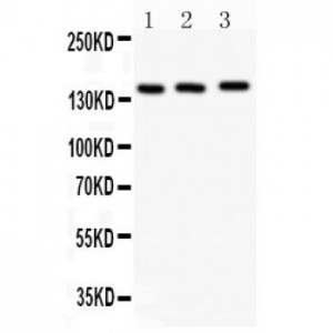 APAF1 Antibody