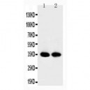 APE1 Antibody