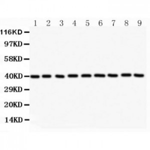 APEX1  Antibody