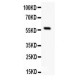 APEX2 Antibody