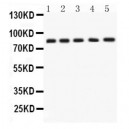 APLP1  Antibody