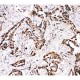 APLP1 Antibody