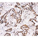 APLP1 Antibody