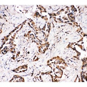 APLP1 Antibody