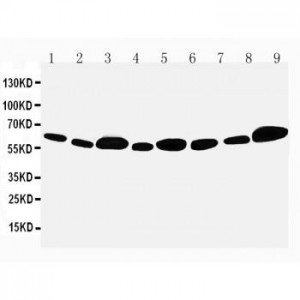 Apoptosis inhibitor 5 Antibody