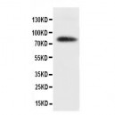 APPL Antibody