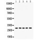 Aquaporin 1  Antibody