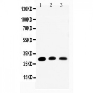 Aquaporin 1 Antibody