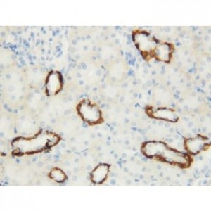 Aquaporin 3 Antibody