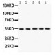 ARSA  Antibody