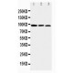 Aryl hydrocarbon Receptor Antibody