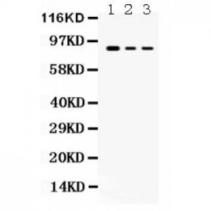 Ataxin 1  Antibody