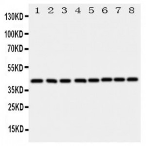 Ataxin 3 Antibody