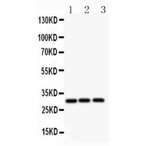 ATF1  Antibody