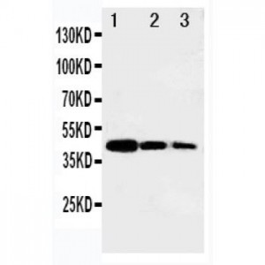 B MyB Antibody