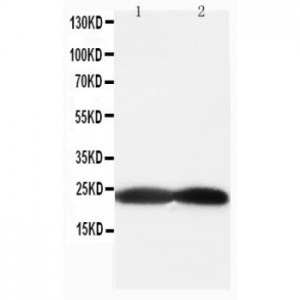 BAK Antibody