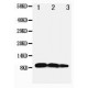 BCA1 Antibody