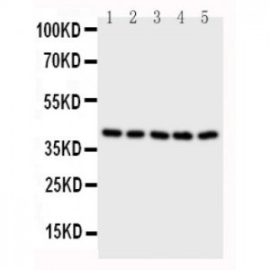 BCAT2 Antibody