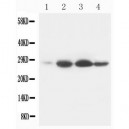 Bcl-2 Antibody (monoclonal)