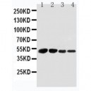 Bcl3 Antibody