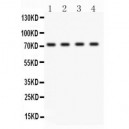 BCRP/ABCG2  Antibody