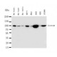 beta Catenin Antibody