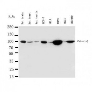 beta Catenin Antibody