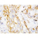 beta Defensin 1 Antibody