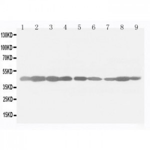 beta-Actin Antibody (monoclonal)