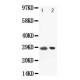 BOB1 Antibody