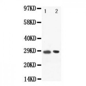 BOB1 Antibody