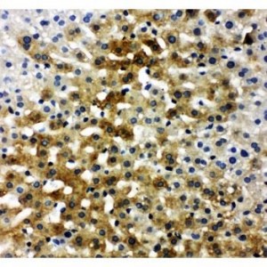 Bone Sialoprotein Antibody