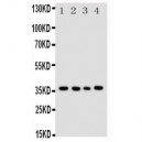 Bub3 Antibody