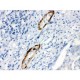 Caldesmon(smooth) Antibody (monoclonal)