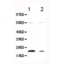 Calmodulin Antibody