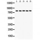 Calpain 1  Antibody