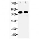 Calpain 1 Antibody