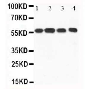 CaMKK Antibody