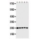 Caspase 4 Antibody