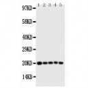 Caspase 4 Antibody