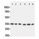 Caspase 9 Antibody