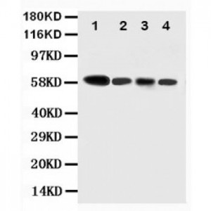 Caspase-10 Antibody