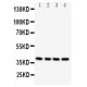 Caspase-12 Antibody