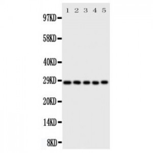 Caspase-14 Antibody